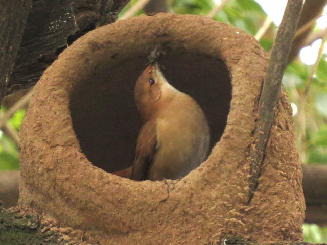 �Z�A�J�J�}�h�h��, Furnarius rufus