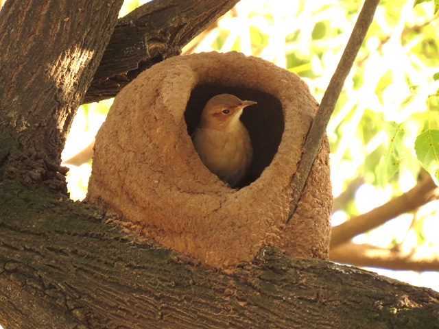 �Z�A�J�J�}�h�h��, Furnarius rufus