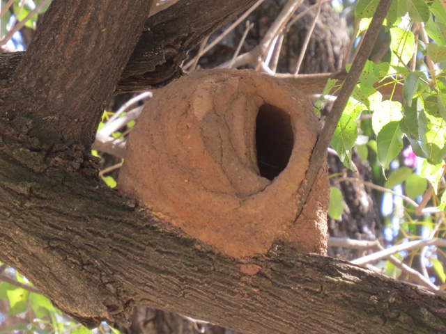 �Z�A�J�J�}�h�h��, Furnarius rufus