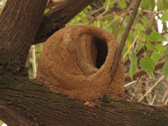 �J�}�h�h���̑�