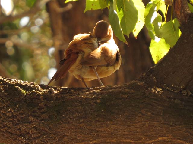 �Z�A�J�J�}�h�h��, Furnarius rufus