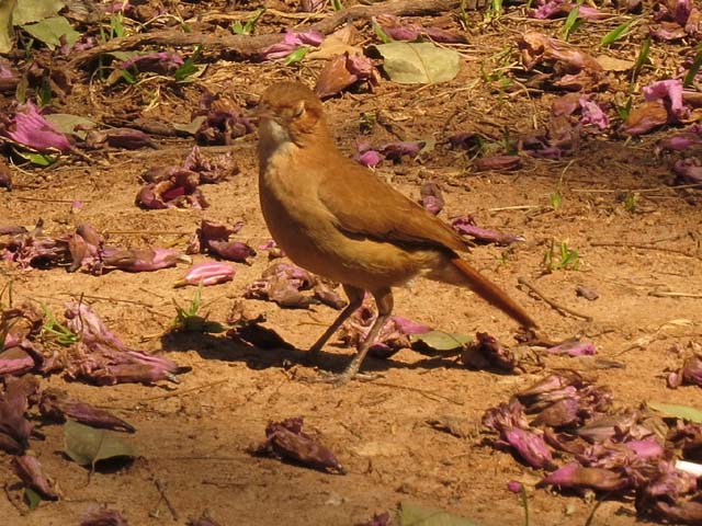 �Z�A�J�J�}�h�h��, Furnarius rufus