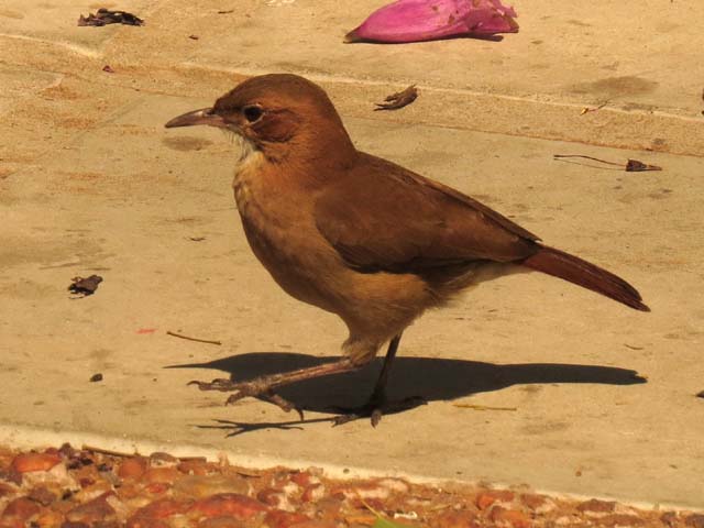 �Z�A�J�J�}�h�h��, Furnarius rufus