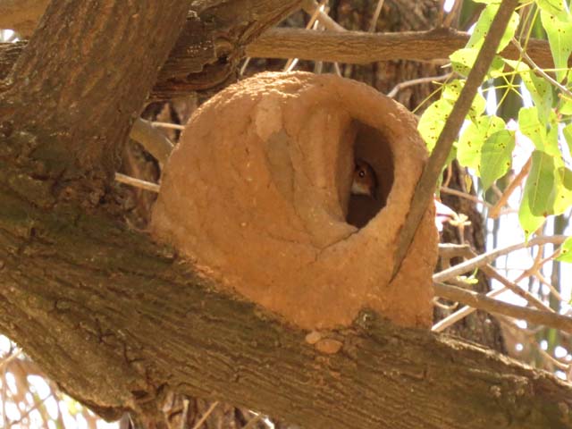 �Z�A�J�J�}�h�h��, Furnarius rufus