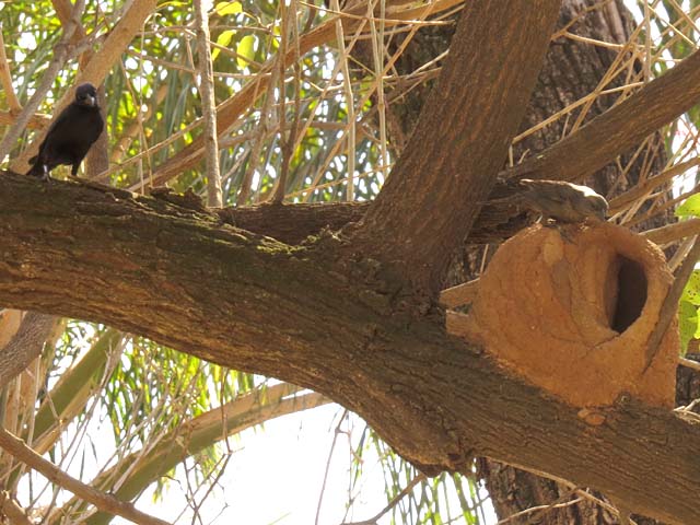 �Z�A�J�J�}�h�h��, Furnarius rufus