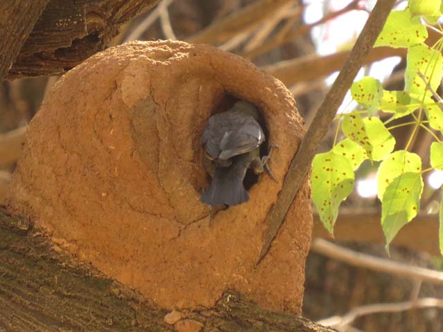 �Z�A�J�J�}�h�h��, Furnarius rufus