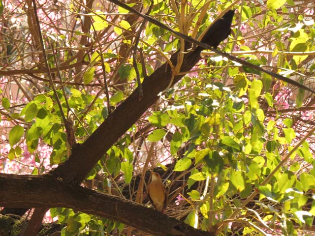 �J�}�h�h���ƐN����