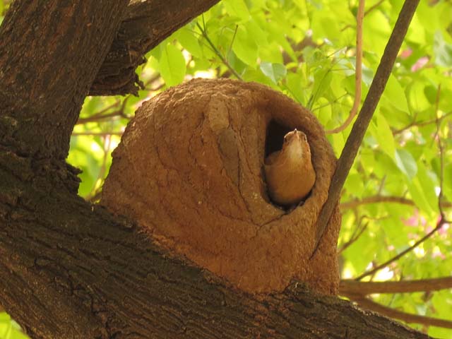 �J�}�h�h���̑�