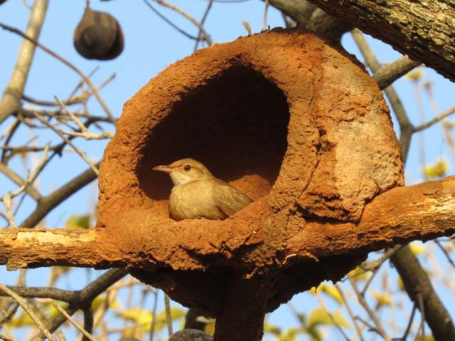 �Z�A�J�J�}�h�h��, Furnarius rufus