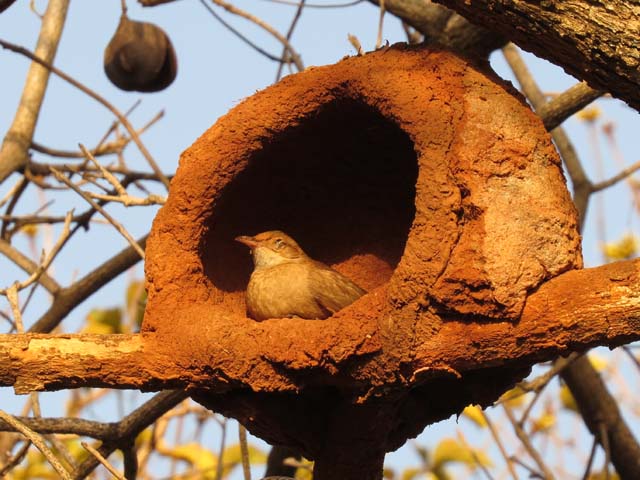 �Z�A�J�J�}�h�h��, Furnarius rufus