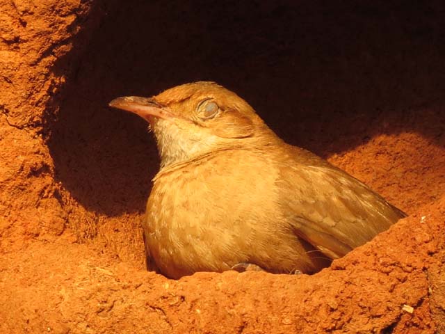 �Z�A�J�J�}�h�h��, Furnarius rufus