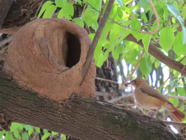 �Z�A�J�J�}�h�h��, Furnarius rufus