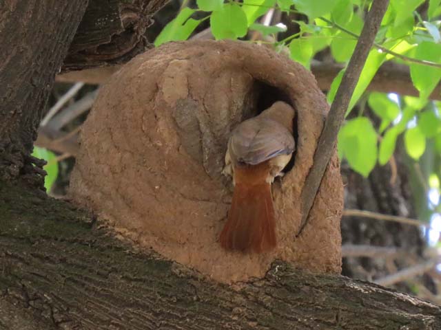 �Z�A�J�J�}�h�h��, Furnarius rufus