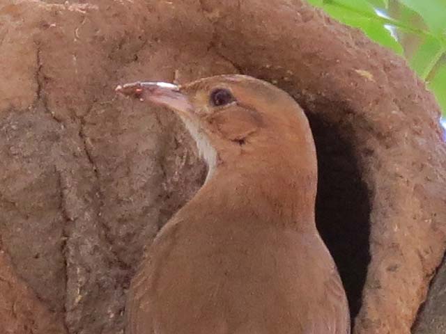 �Z�A�J�J�}�h�h��, Furnarius rufus