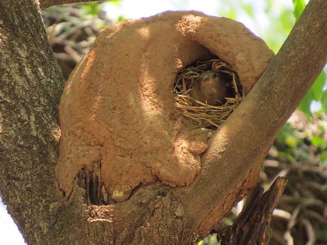 �J�}�h�h���̑�