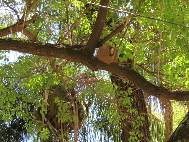 �Z�A�J�J�}�h�h��, Furnarius rufus