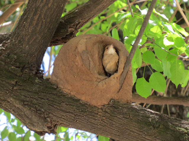 �Z�A�J�J�}�h�h��, Furnarius rufus