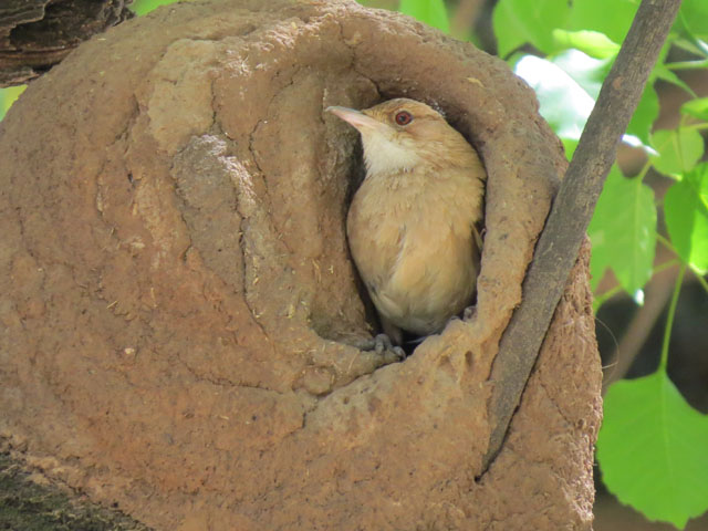 �Z�A�J�J�}�h�h��, Furnarius rufus