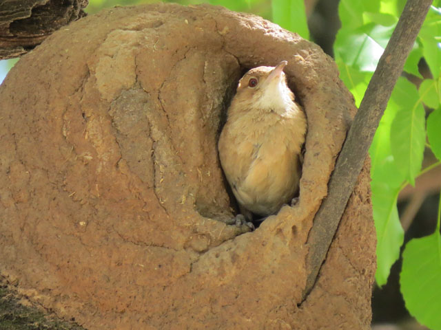 �Z�A�J�J�}�h�h��, Furnarius rufus