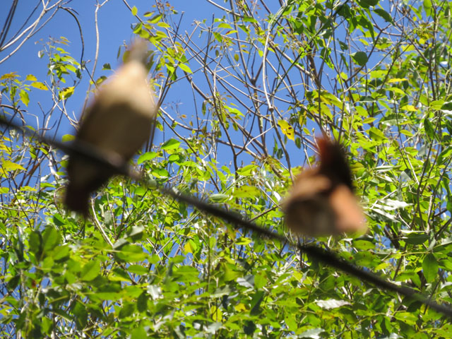 �Z�A�J�J�}�h�h��, Furnarius rufus