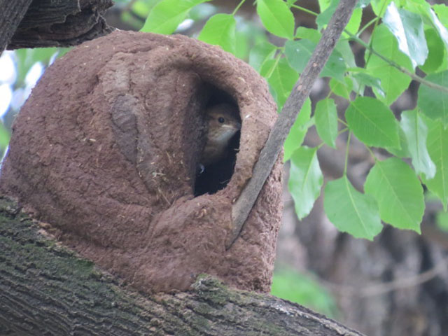 �J�}�h�h���̐�