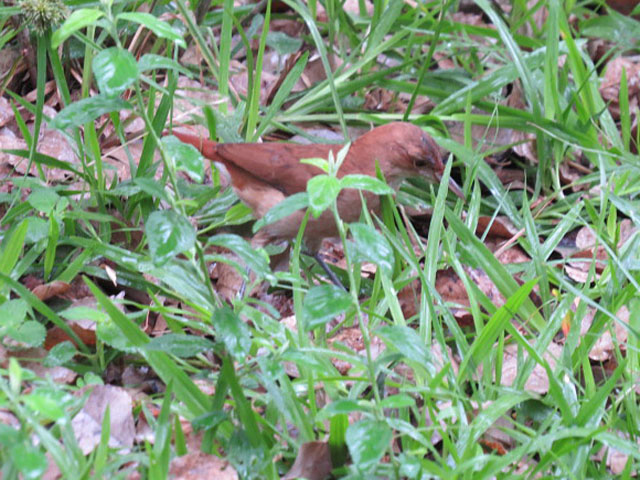 �J�}�h�h���̐e