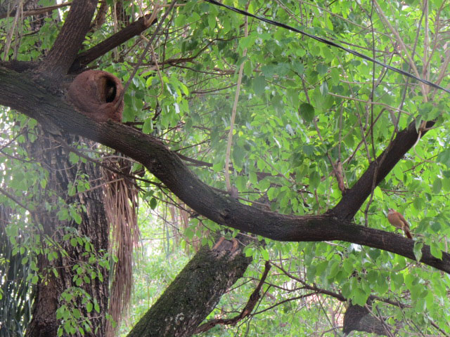 �J�}�h�h���̐e�q