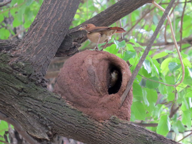 �J�}�h�h���̋��a