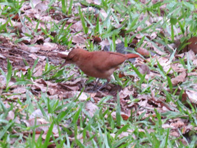 �J�}�h�h���̐e