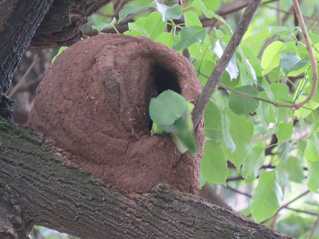 �J�}�h�h���̑��ɃC���R������