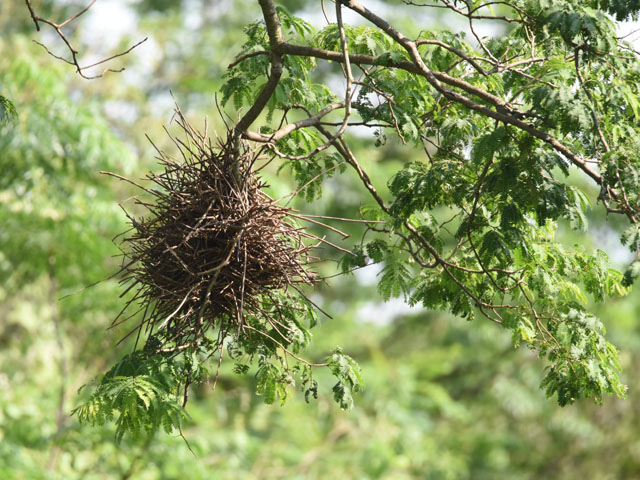 �I�I�A���`�J�}�h�h�� (Phacellodomus ruber)