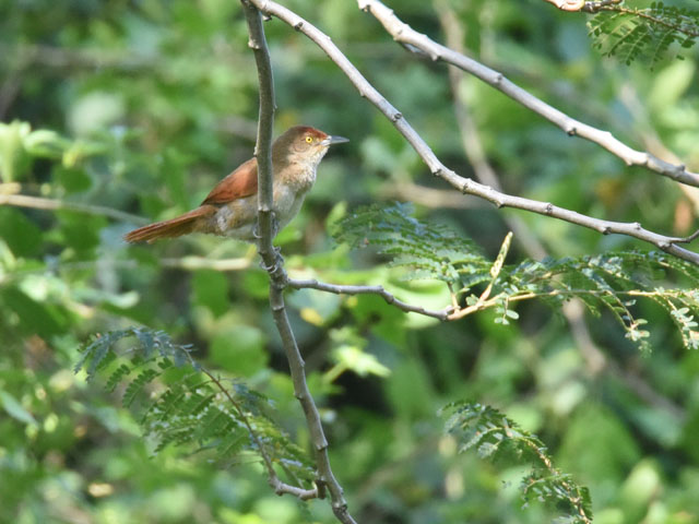 �I�I�A���`�J�}�h�h�� (Phacellodomus ruber)