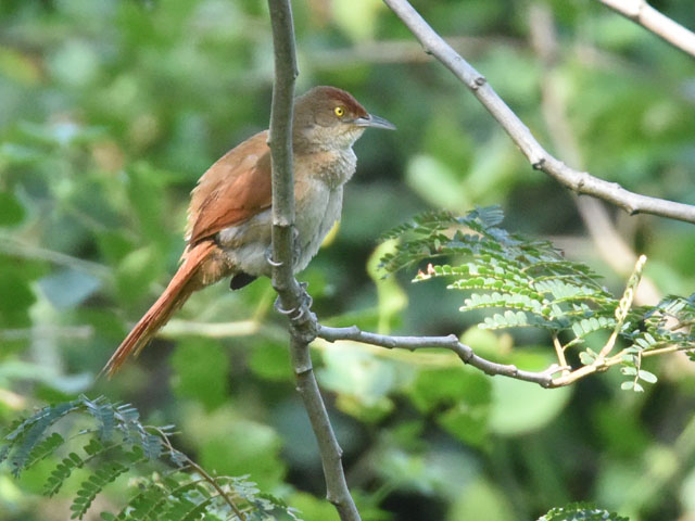 オオアレチカマドドリ (Phacellodomus ruber)