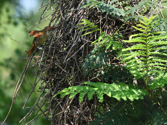 �I�I�A���`�J�}�h�h�� (Phacellodomus ruber)