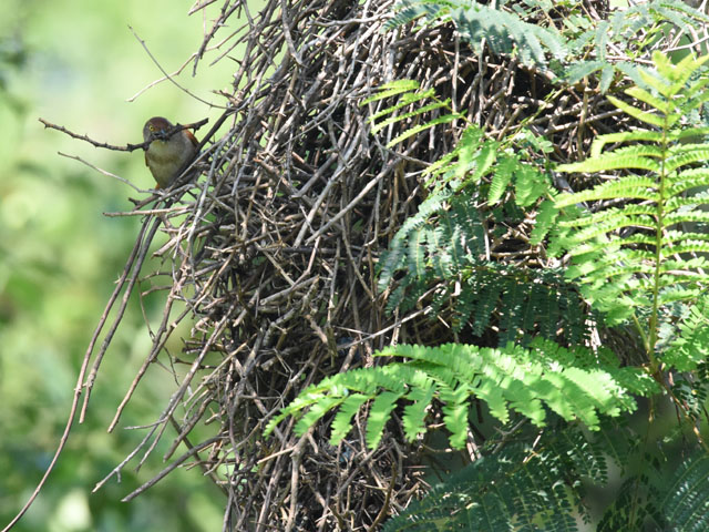 �I�I�A���`�J�}�h�h�� (Phacellodomus ruber)