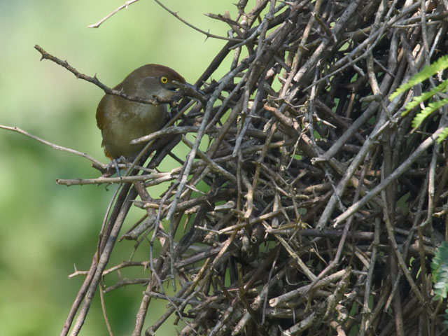 �I�I�A���`�J�}�h�h�� (Phacellodomus ruber)