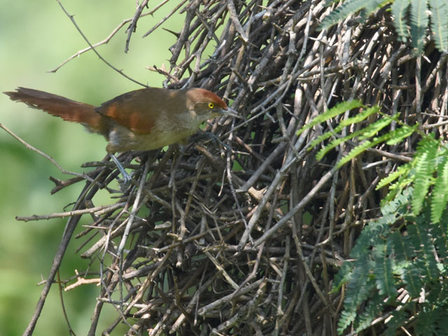�I�I�A���`�J�}�h�h�� (Phacellodomus ruber)