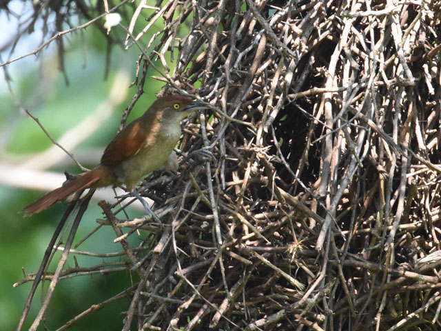 �I�I�A���`�J�}�h�h�� (Phacellodomus ruber)