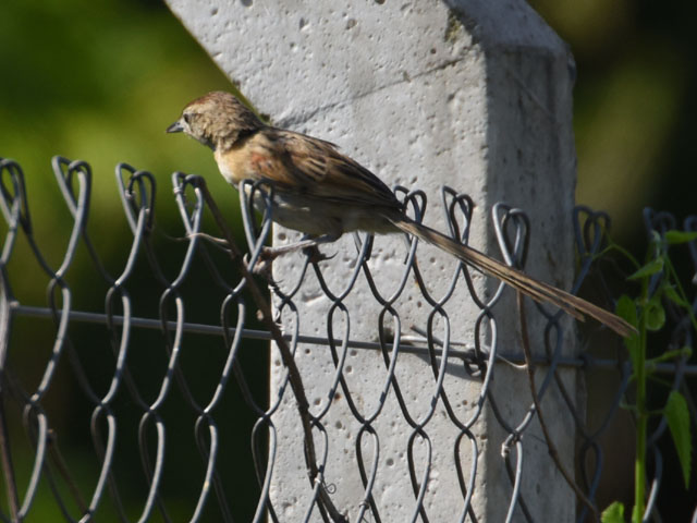 �I�I�I�i�K�J�}�h�h��, Schoeniophylax phryganophilus