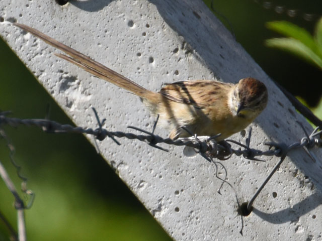 �I�I�I�i�K�J�}�h�h��, Schoeniophylax phryganophilus