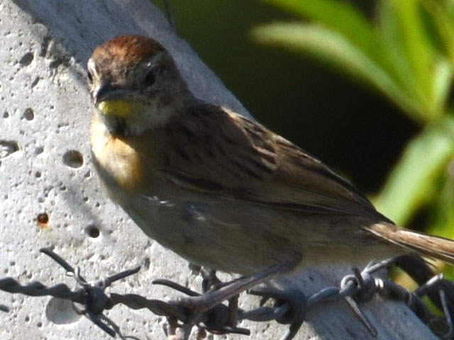 �I�I�I�i�K�J�}�h�h��, Schoeniophylax phryganophilus