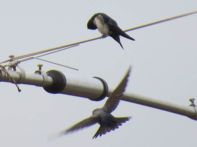 �n�C���l�����T�L�c�o��, Progne chalybea