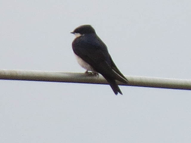 �n�C���l�����T�L�c�o��, Progne chalybea