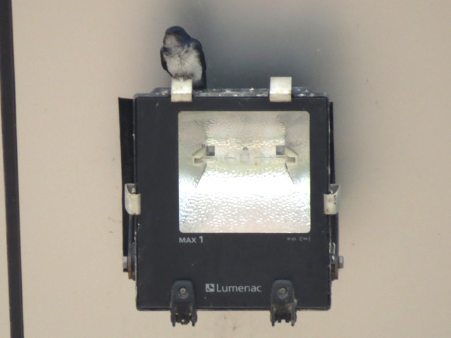 �n�C���l�����T�L�c�o��, Progne chalybea