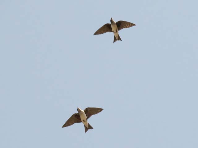 �n�C���l�����T�L�c�o��, Progne chalybea