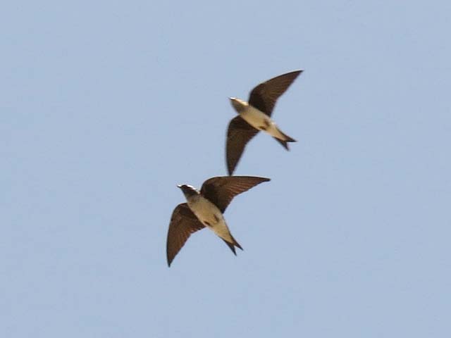 �n�C���l�����T�L�c�o��, Progne chalybea