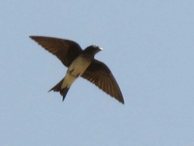 �n�C���l�����T�L�c�o��, Progne chalybea