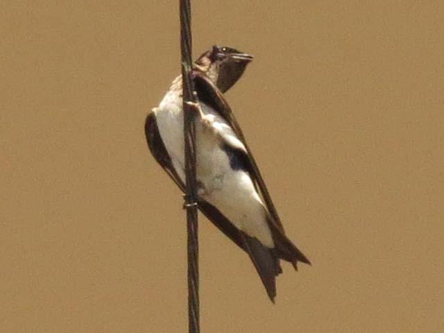 �n�C���l�����T�L�c�o��, Progne chalybea