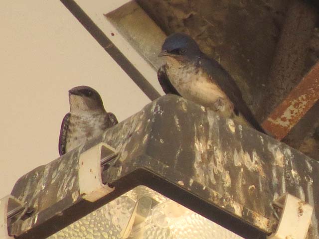 �n�C���l�����T�L�c�o��, Progne chalybea