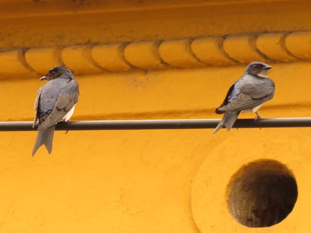 �n�C���l�����T�L�c�o��, Progne chalybea